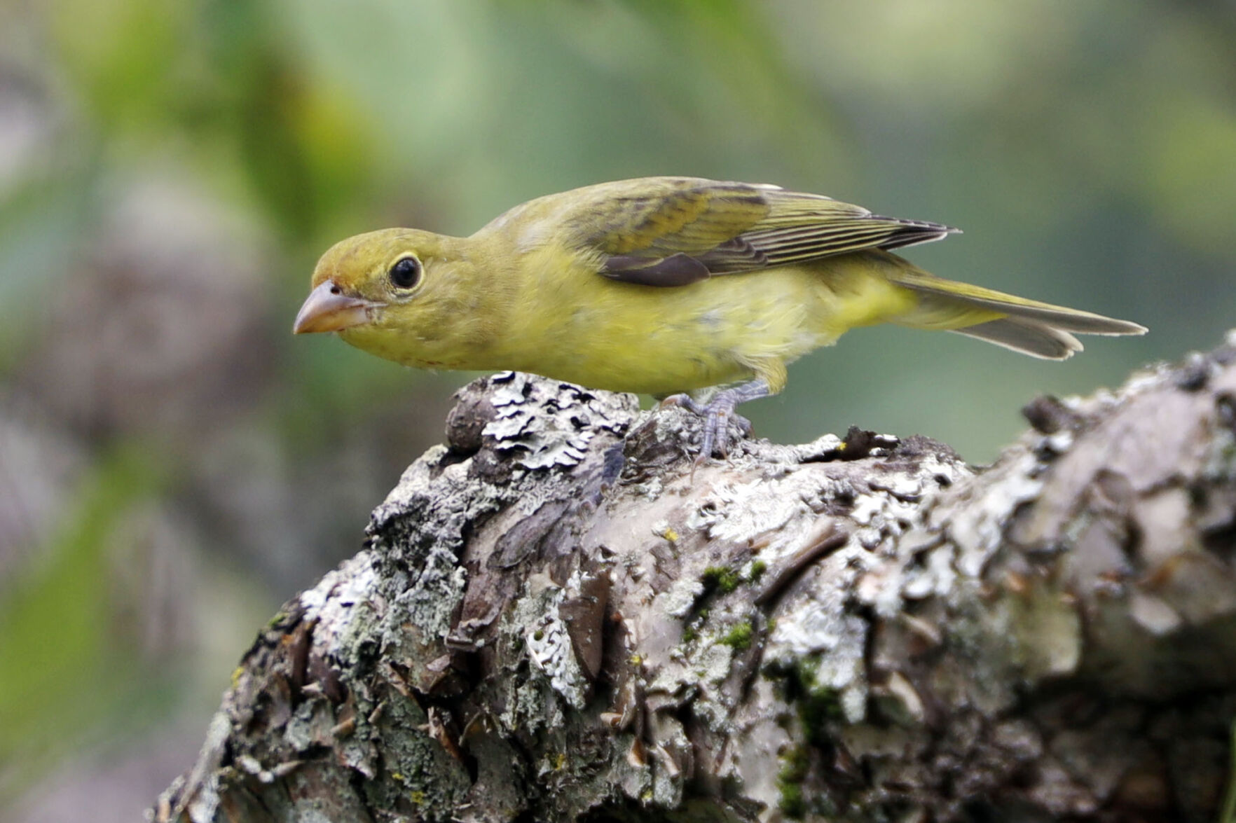 scarlet tanager hops on a branch